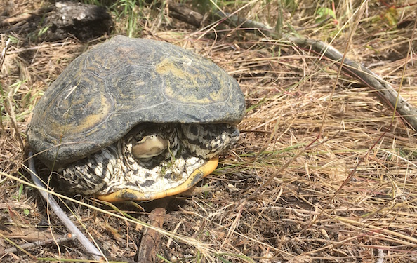 A diamondbacked terrapin hangs out in a marsh area in the park.