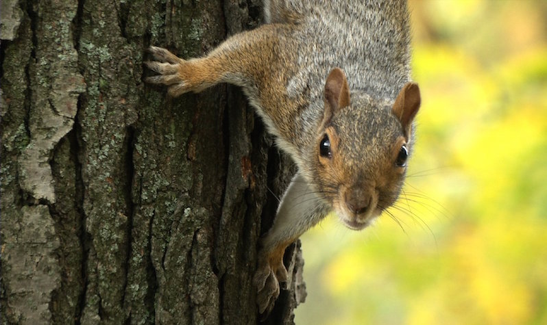 Go Nuts for Squirrels.