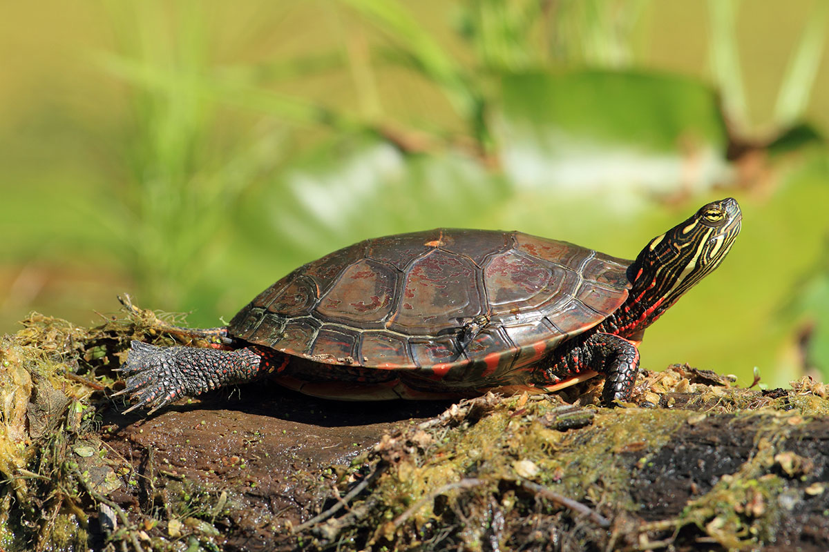 Learning Hub: Wildlife in New York City Parks : NYC Parks