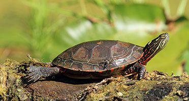 Urban Wildlife : Urban Park Rangers : NYC Parks