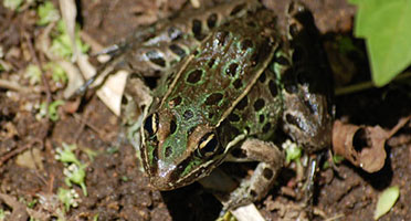 Learning Hub: Wildlife in New York City Parks : NYC Parks