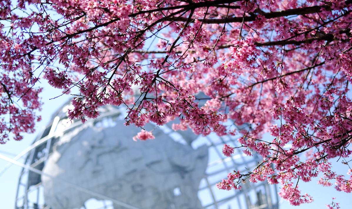 Flowering Trees In Nyc Parks Nyc Parks