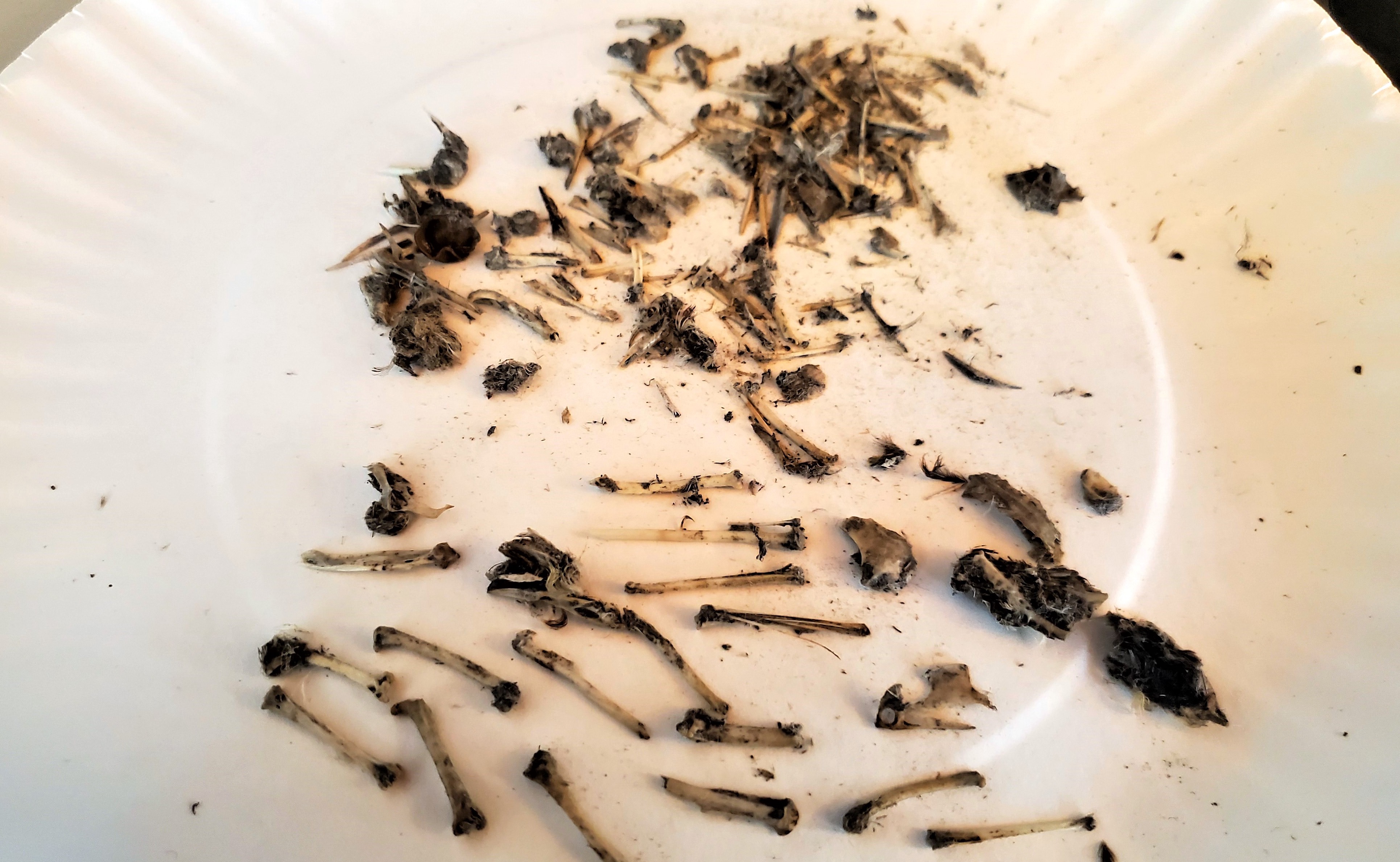 exploring-what-owls-eat-a-look-inside-an-owl-pellet-nyc-parks