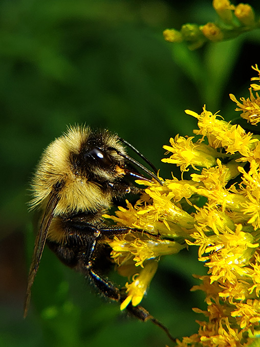 Pollinators in New York City Parks Bees, Butterflies, and Beyond NYC