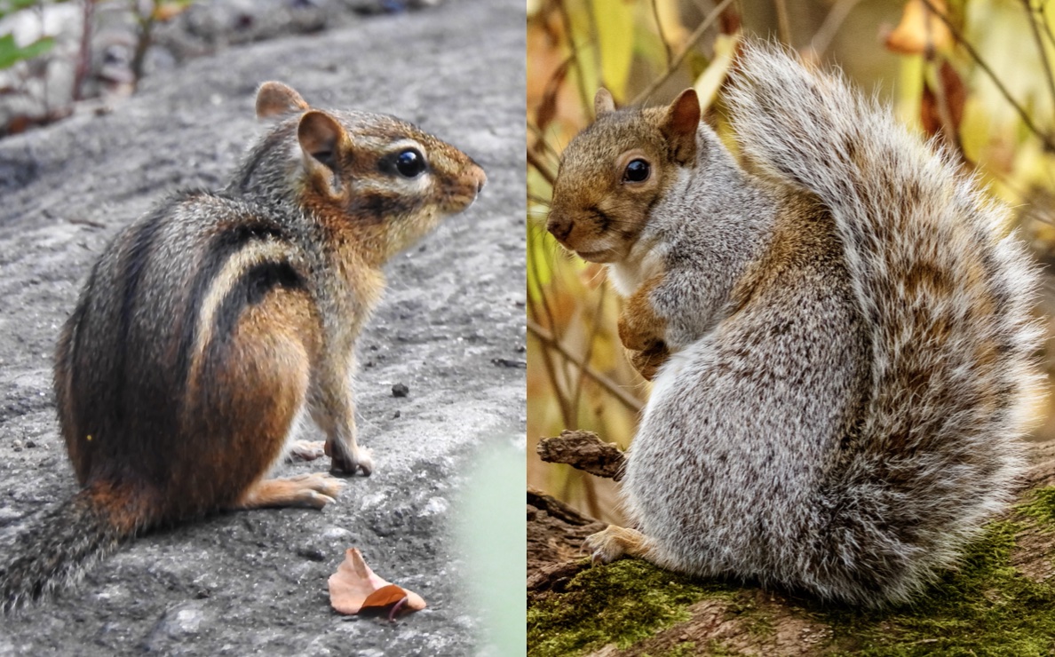 Chipmunks in New York City’s Parks : NYC Parks