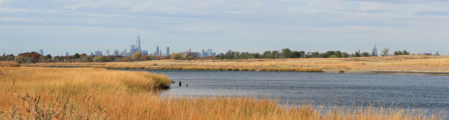 Exploring New York City's Grasslands: White Island : NYC Parks