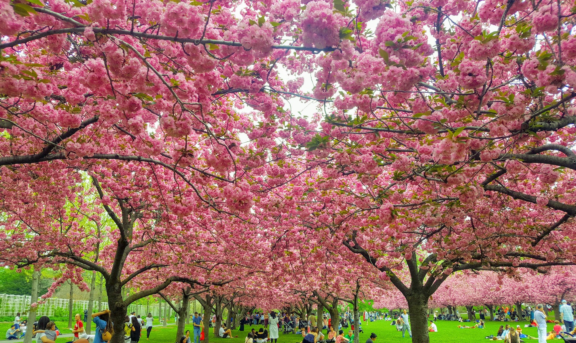 Best Parks to See Cherry Blossoms in New York City NYC Parks
