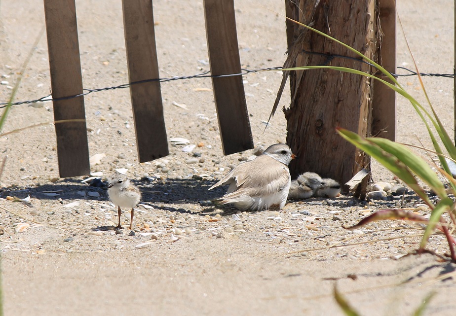 Piping Plovers at the Rockaway Beach Endangered Species Nesting Area ...