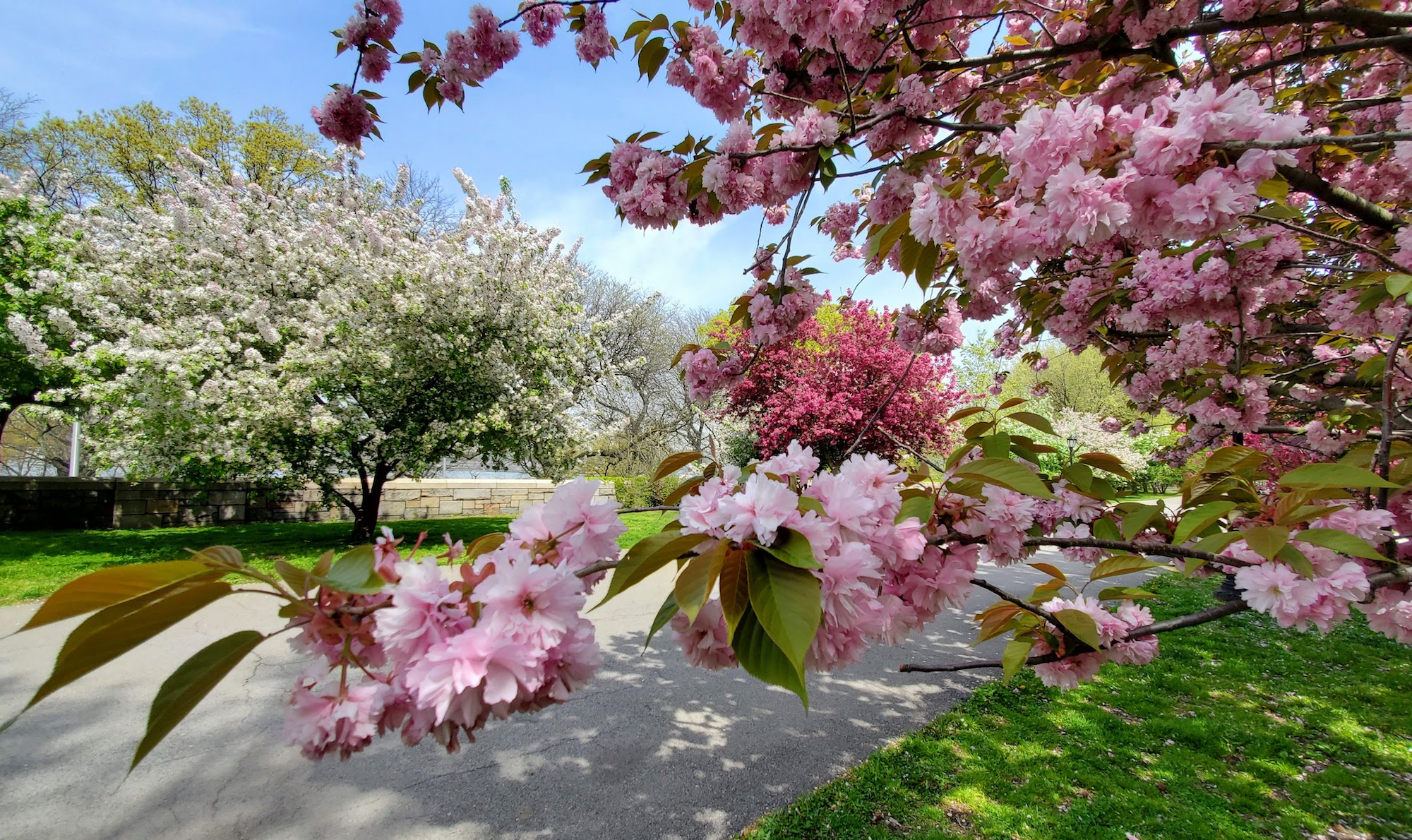 Best Parks to See Cherry Blossoms in New York City NYC Parks