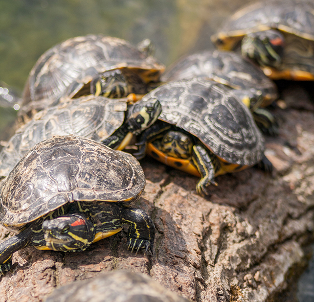 Turtles in New York City Parks : NYC Parks