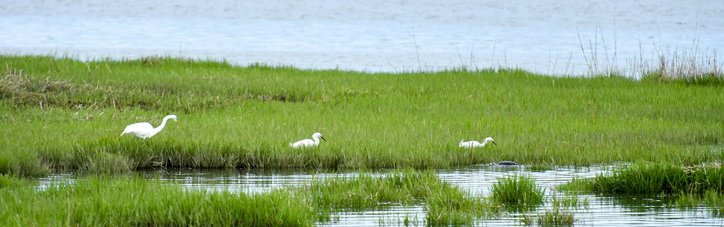 How NYC Parks Fights Climate Change: Restoring And Protecting Our ...