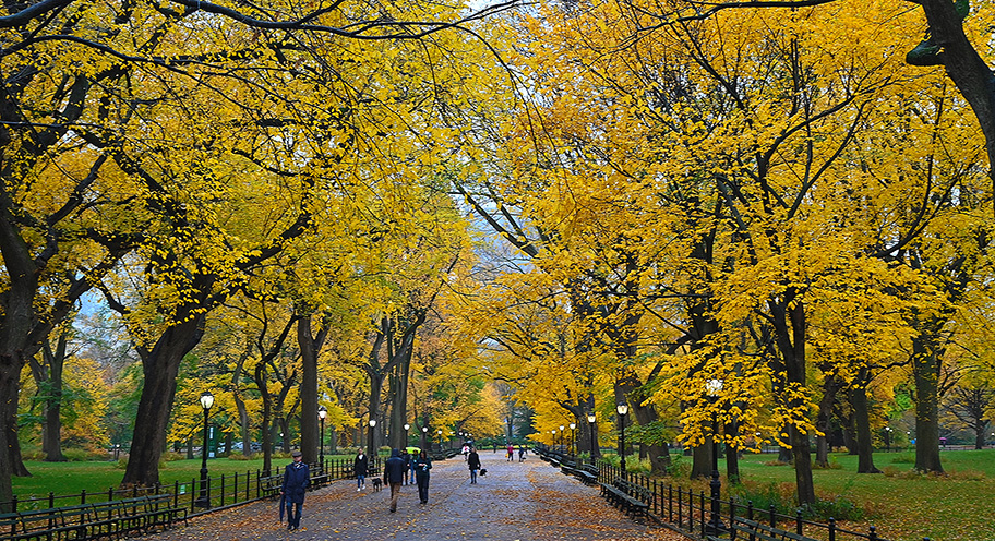 Fall Foliage in Parks : NYC Parks