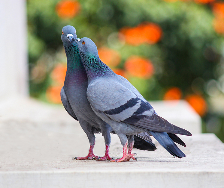 NYC’s Most Iconic Residents: Pigeons : NYC Parks