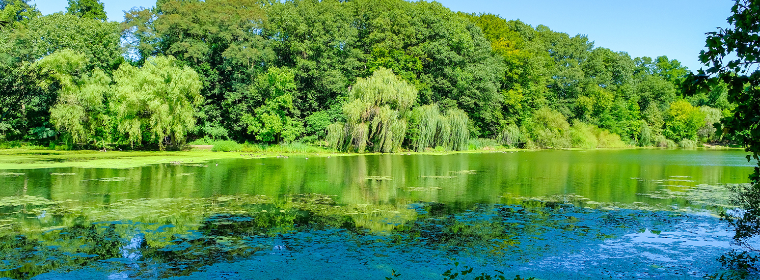 Nature : NYC Parks