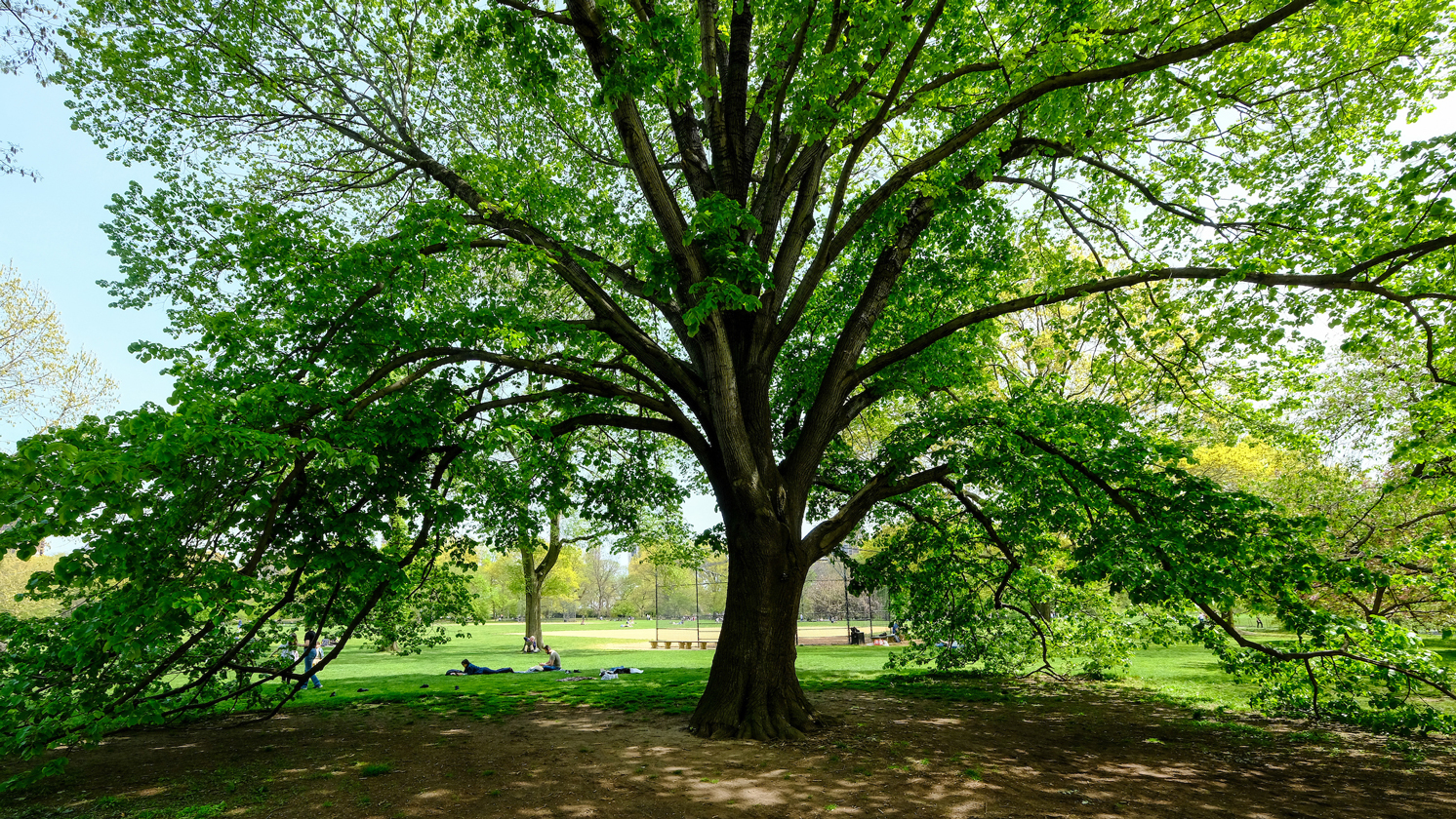 Outlets Trees