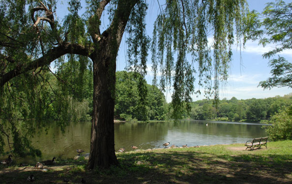a lakeside view of a forested area in Van Cortlandt Park
