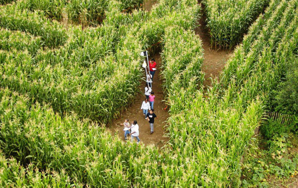 aerial view of a family walking through a corn field designed into a maze