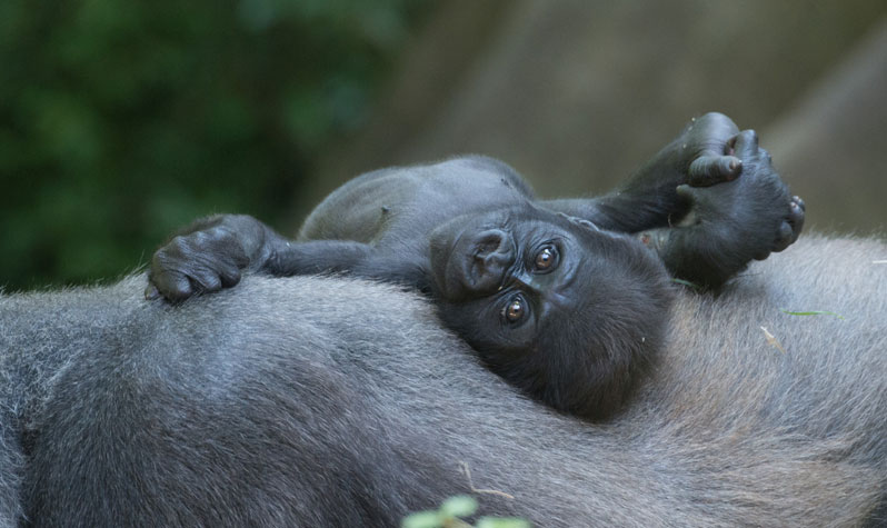 Cute Zoo Animals to See this Winter : NYC Parks