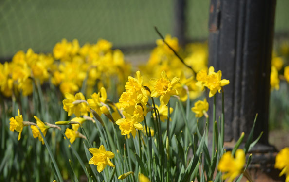 daffodils in the park