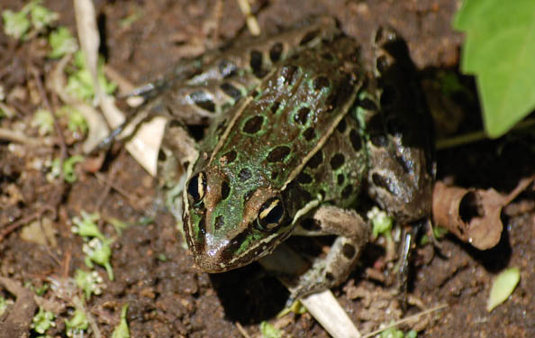 The Atlantic Leopard Frog is a green frog with black spots like a leopard.