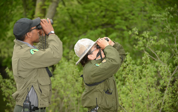 two park rangers use binoculars to look up into the trees