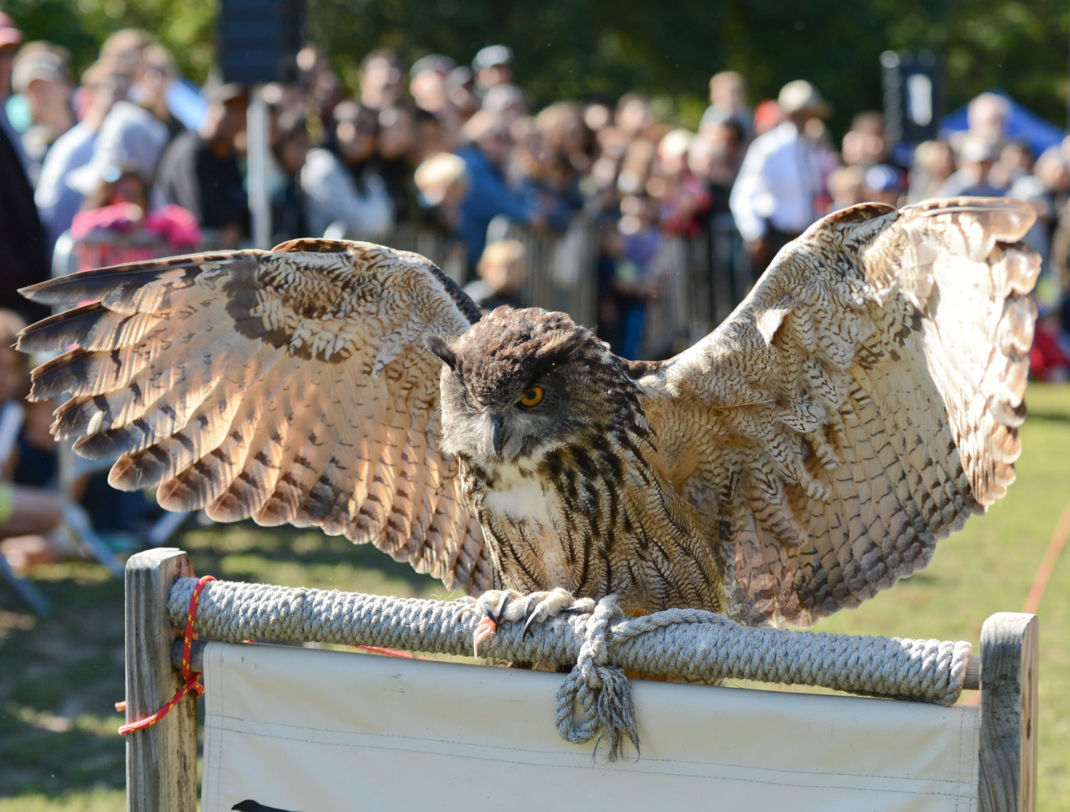 Places To Go Birding: Owls : NYC Parks