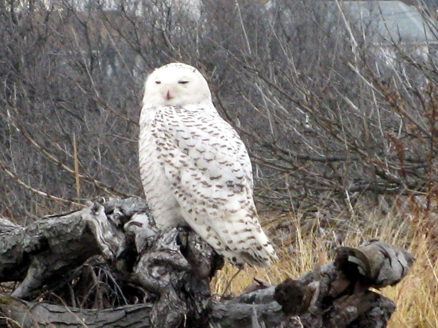 Places to Go Birding: Owls : NYC Parks