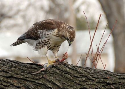 A Red Tailed Hawk Eats A Rodent Photo Gallery New York City Department Of Parks Recreation Nyc Parks