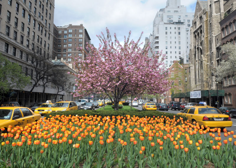 Park Avenue Malls Images : NYC Parks