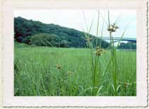 Forever Wild : NYC Parks